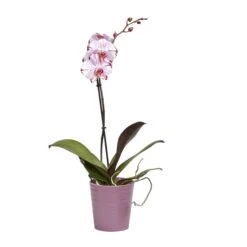 Single Stem Orchid In 12cm Assorted Ceramic Decorative Pot -Hozelock Shop single stem orchid in 12cm assorted ceramic decorative pot3663602462941 22c bq
