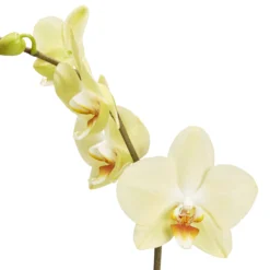 Single Stem Orchid In 12cm Assorted Ceramic Decorative Pot -Hozelock Shop single stem orchid in 12cm assorted ceramic decorative pot3663602462941 36c bq