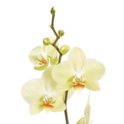 Single Stem Orchid In 12cm Assorted Ceramic Decorative Pot -Hozelock Shop single stem orchid in 12cm assorted ceramic decorative pot3663602462941 37c bq