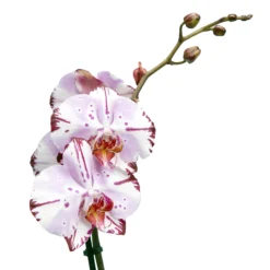 Single Stem Orchid In 12cm Assorted Ceramic Decorative Pot -Hozelock Shop single stem orchid in 12cm assorted ceramic decorative pot3663602462941 43c bq