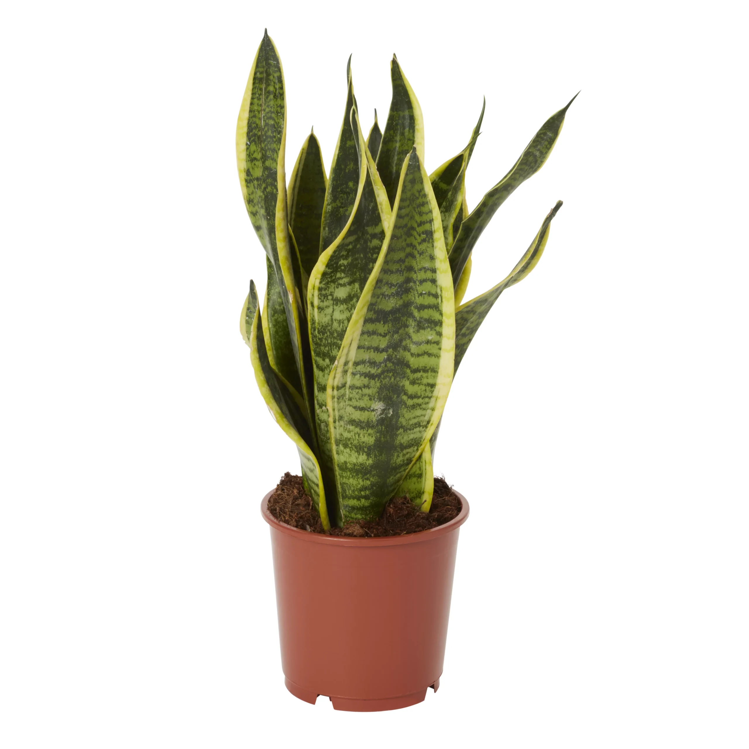 Snake Plant In 14cm Terracotta Plastic Grow Pot 1 Snake Plant In 14cm Terracotta Plastic Grow Pot
