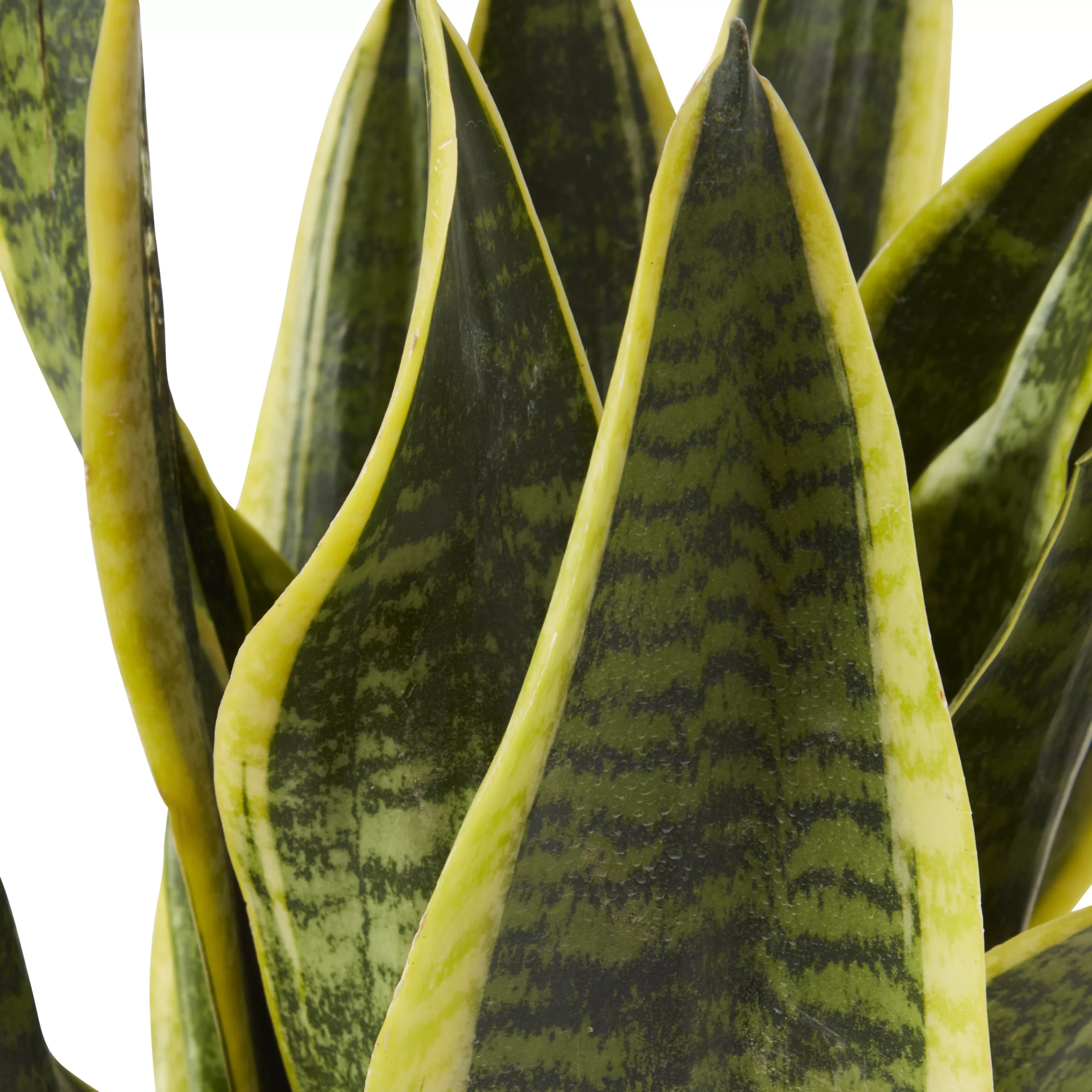 Snake Plant In 14cm Terracotta Plastic Grow Pot 2 Snake Plant In 14cm Terracotta Plastic Grow Pot - Image 2