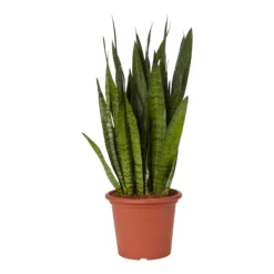 Snake Plant In 25cm Plastic Pot