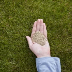 Verve Easy Start Coated Grass Seeds, 1.5kg -Hozelock Shop verve easy start coated grass seeds 1 5kg3663602947493 01i