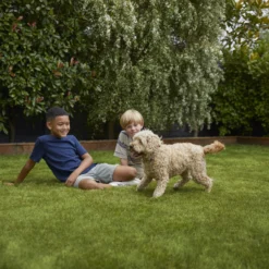 Verve Family & Sports Grass Seeds, 1.5kg -Hozelock Shop verve family sports grass seeds 1 5kg3663602947516 05i