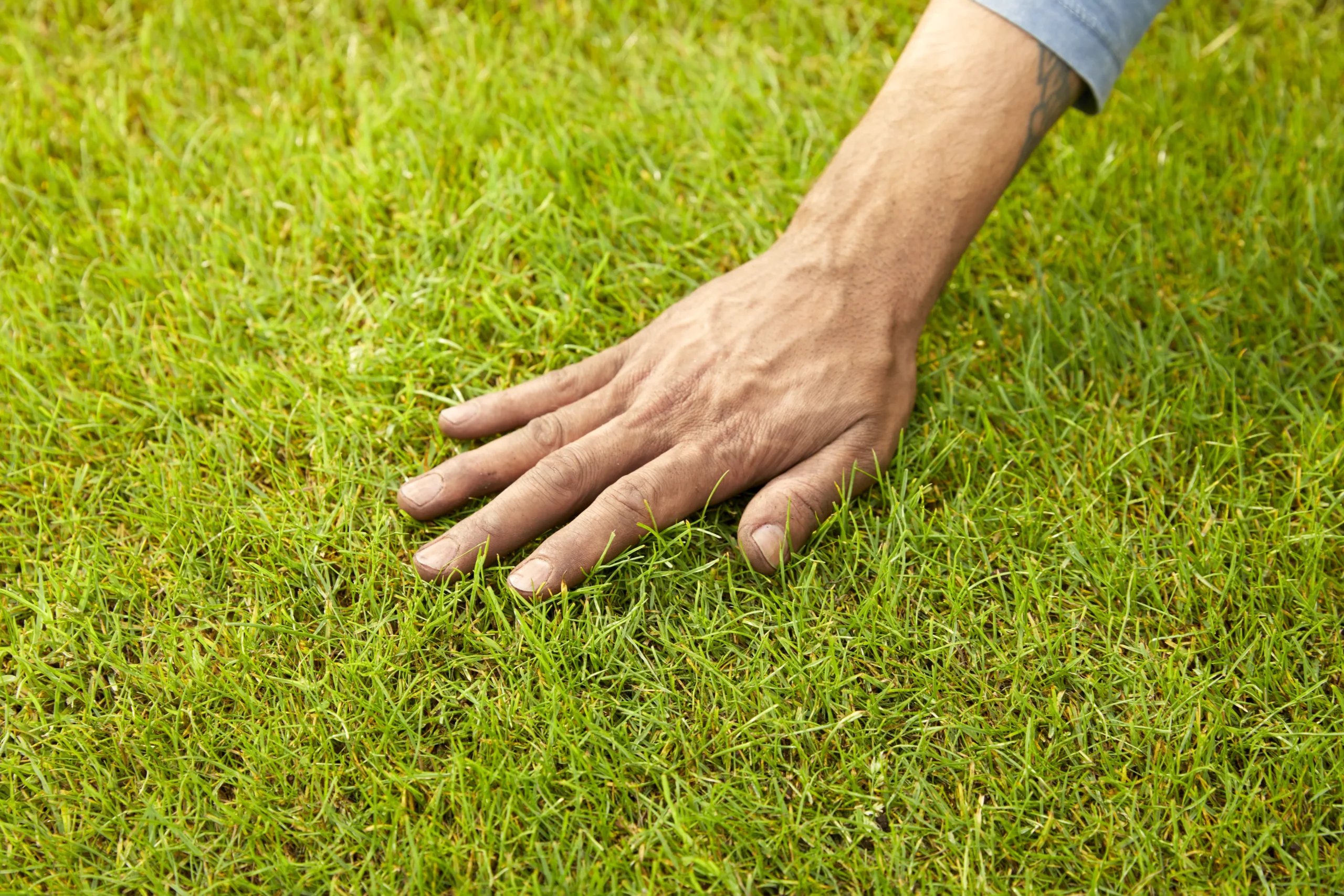 Verve Mamaterra Lawn Feed Granules 100m² 2.5kg 2 Verve Mamaterra Lawn Feed Granules 100m² 2.5kg - Image 2