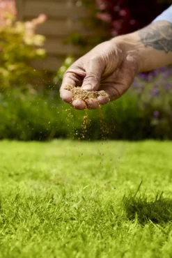 Verve Mamaterra Lawn Feed Granules 100m² 2.5kg 6 Verve Mamaterra Lawn Feed Granules 100m² 2.5kg -Hozelock Shop verve mamaterra lawn feed granules 100m 2 5kg5063022034779 02i