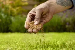 Verve Mamaterra Lawn Feed Granules 100m² 2.5kg 7 Verve Mamaterra Lawn Feed Granules 100m² 2.5kg -Hozelock Shop verve mamaterra lawn feed granules 100m 2 5kg5063022034779 03i