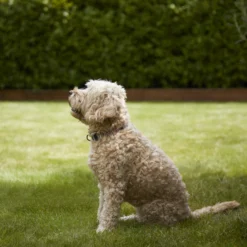 Verve Shady Grass Seeds, 1.25kg 9 Verve Shady Grass Seeds, 1.25kg -Hozelock Shop verve shady grass seeds 1 25kg3663602947554 02i