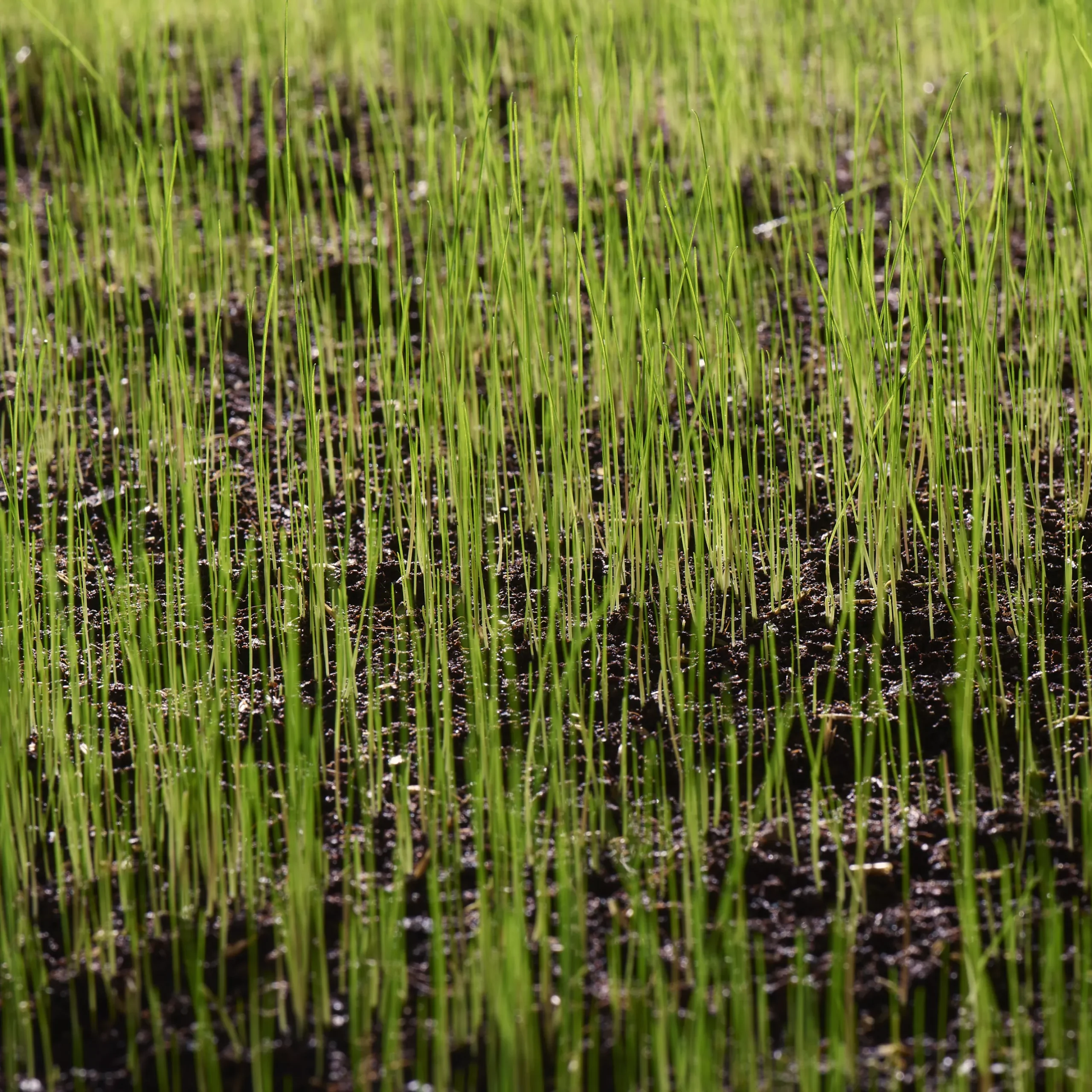 Verve Shady Grass Seeds, 5kg 5 Verve Shady Grass Seeds, 5kg - Image 5