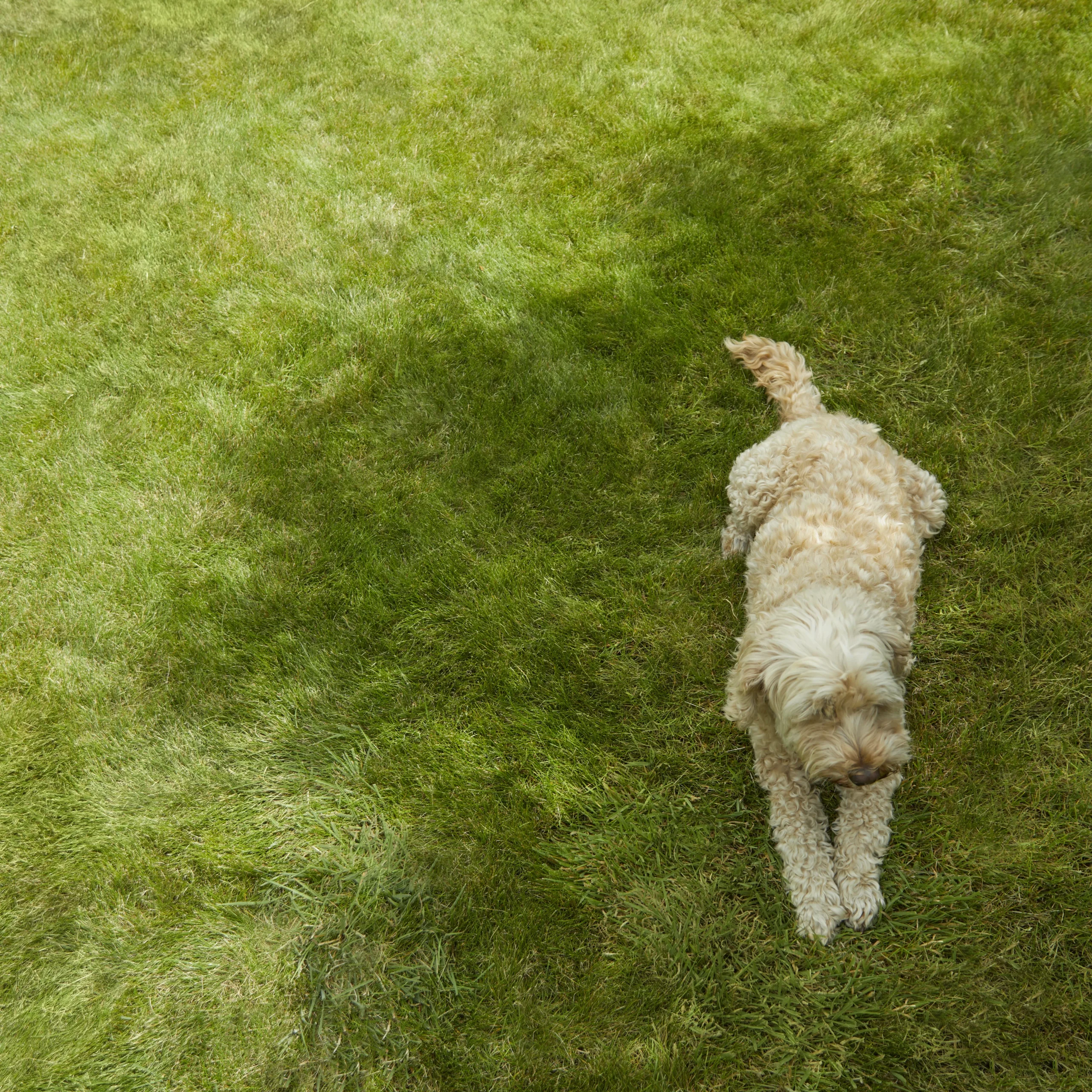 Verve Shady Grass Seeds, 5kg 2 Verve Shady Grass Seeds, 5kg - Image 2