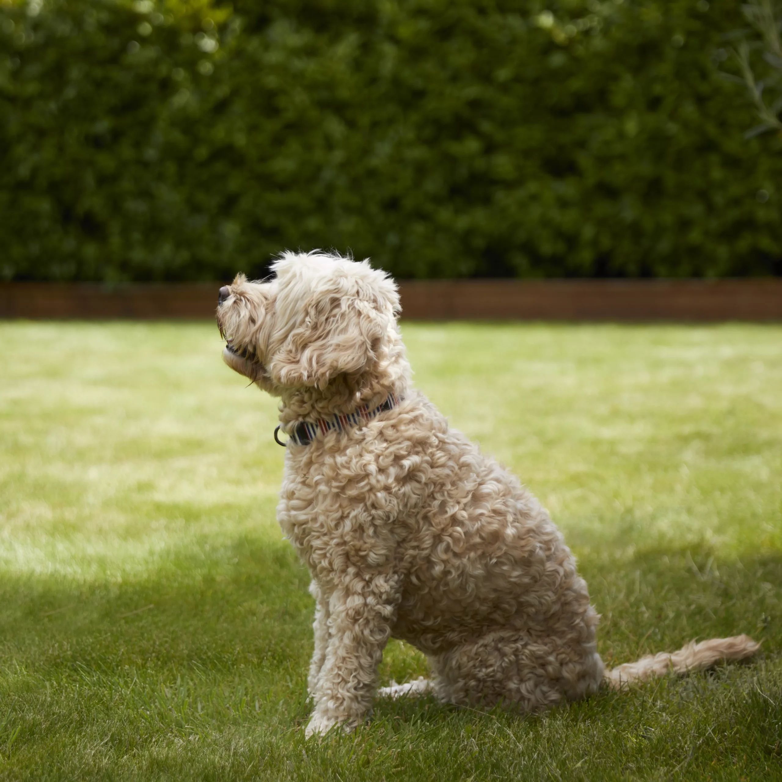 Verve Shady Grass Seeds, 5kg 3 Verve Shady Grass Seeds, 5kg - Image 3