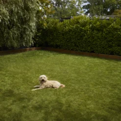 Verve Shady Grass Seeds, 5kg 8 Verve Shady Grass Seeds, 5kg -Hozelock Shop verve shady grass seeds 5kg3663602947554 03i