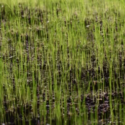 Verve Sunny Grass Seeds, 5kg -Hozelock Shop verve sunny grass seeds 5kg3663602947516 10i