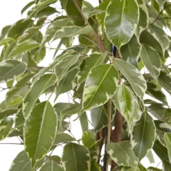 Weeping Fig In 21cm Black Plastic Grow Pot -Hozelock Shop weeping fig in 21cm black plastic grow pot3663602462606 37c bq