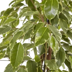 Weeping Fig In 21cm Black Plastic Grow Pot -Hozelock Shop weeping fig in 21cm black plastic grow pot3663602462606 38c bq