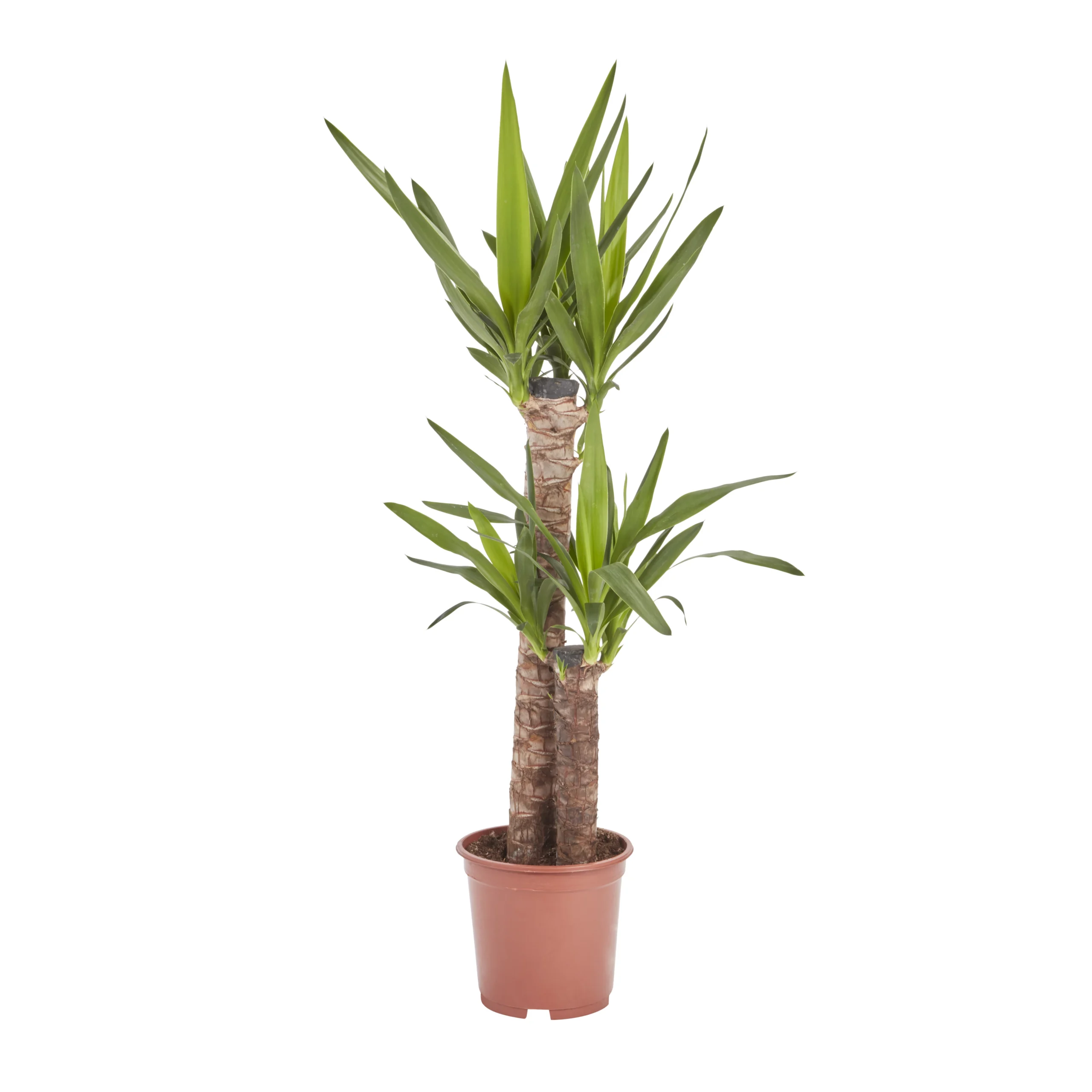 Yucca In 19cm Terracotta Plastic Grow Pot 1 Yucca In 19cm Terracotta Plastic Grow Pot