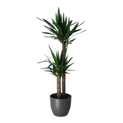 Yucca In 24cm Assorted Ceramic Decorative Pot -Hozelock Shop yucca in 24cm assorted ceramic decorative pot5059340832647 22c