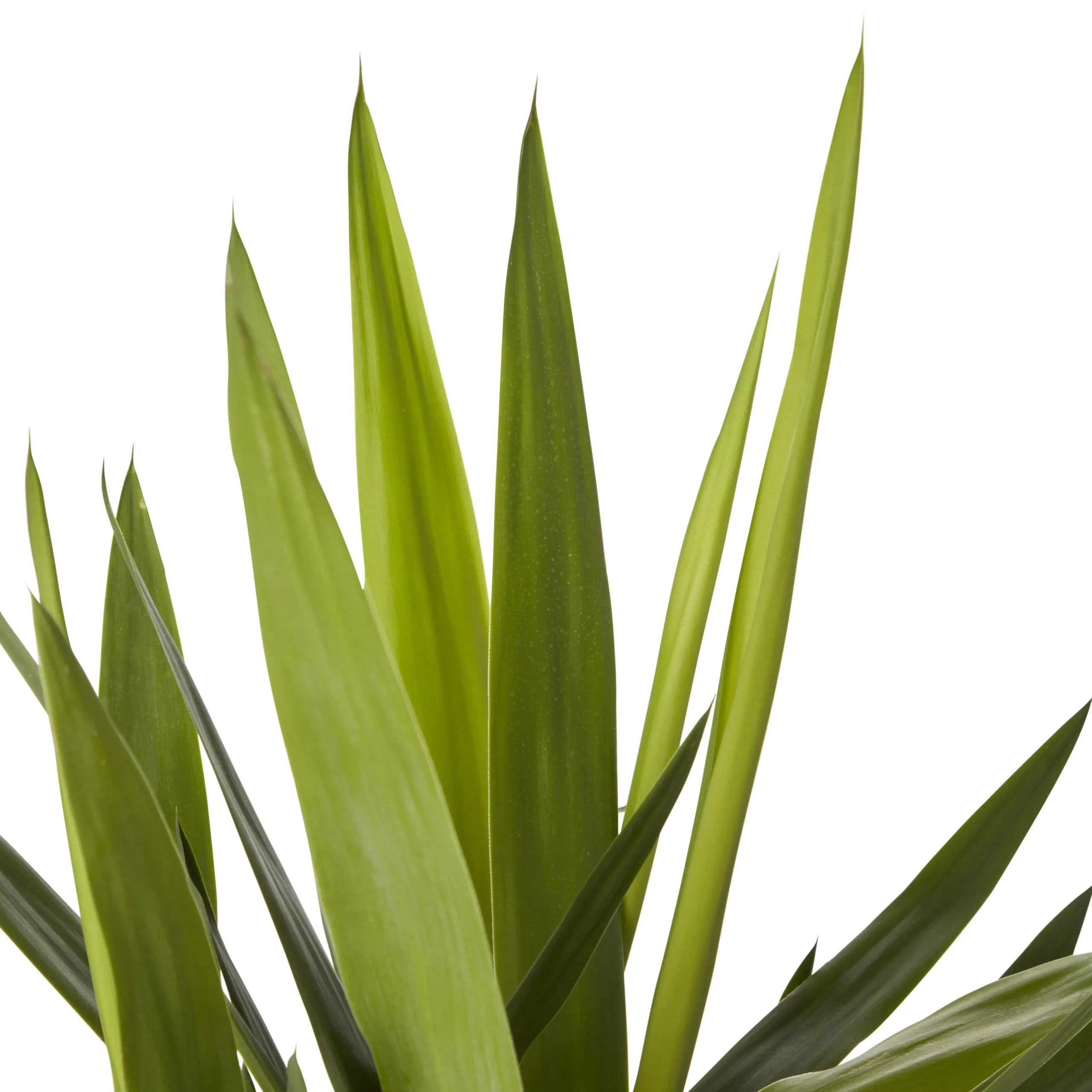 Yucca In 24cm Terracotta Plastic Grow Pot 2 Yucca In 24cm Terracotta Plastic Grow Pot - Image 2